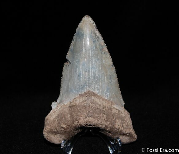 Very Large Angustiden Shark Tooth - Inches #100